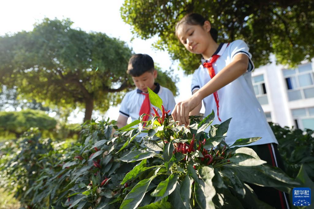 白菜彩金